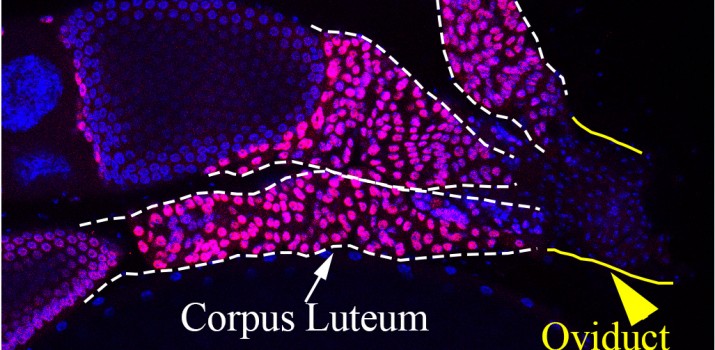 corpus luteum