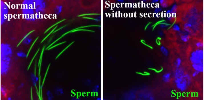 Sperm in Spermatheca